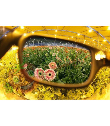 Lumii Grow room Glasses