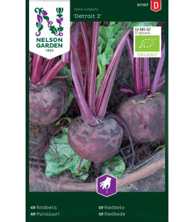 Beetroot 'Detroit 2'